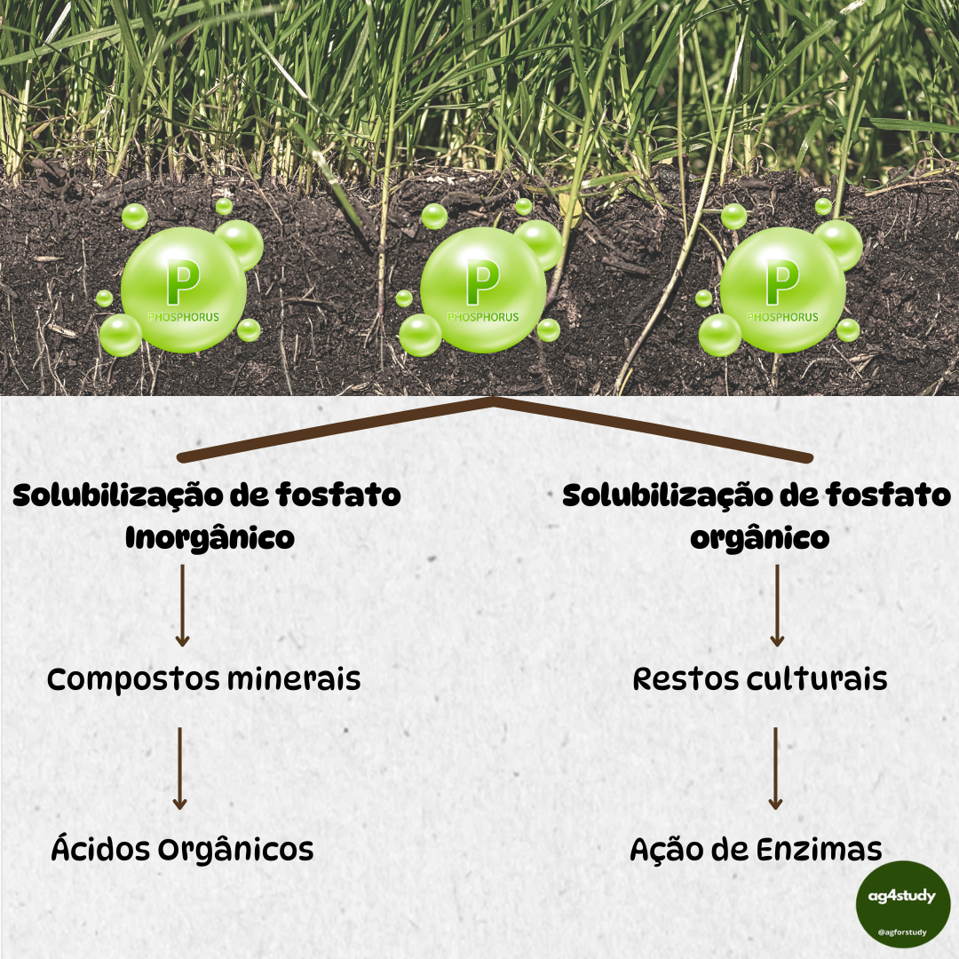 Solubilização de fósforo por microrganismos: entenda agora: